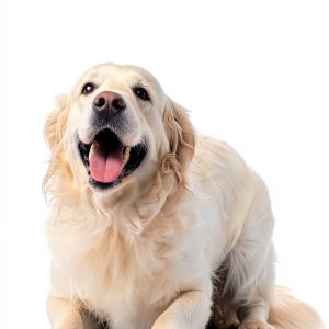 Dog Training Guide Kindle Edition by Expert Author 89-Page PDF-0