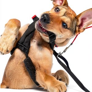 Dog Training Guide Kindle Edition by Author – 174 Page PDF, 3 MB-0
